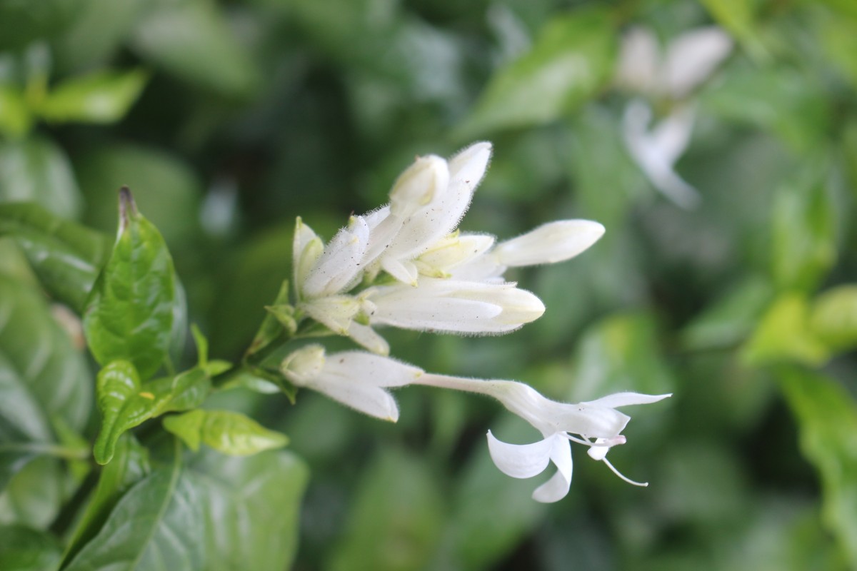 Whitfieldia elongata (P.Beauv.) De Wild. & T.Durand